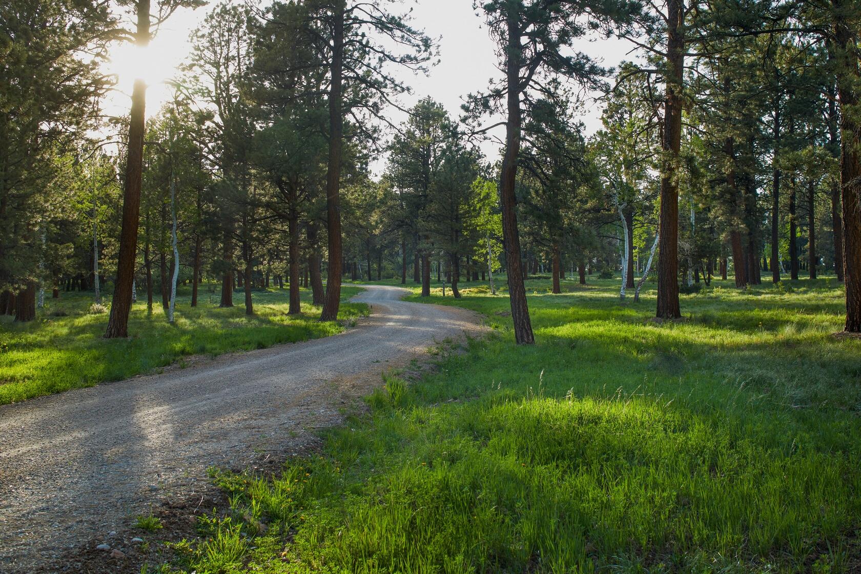 1541 County Road Placerville, CO 81430 - Photo 29 of 37 2021_06_07 Fandel HHR Ranch5137