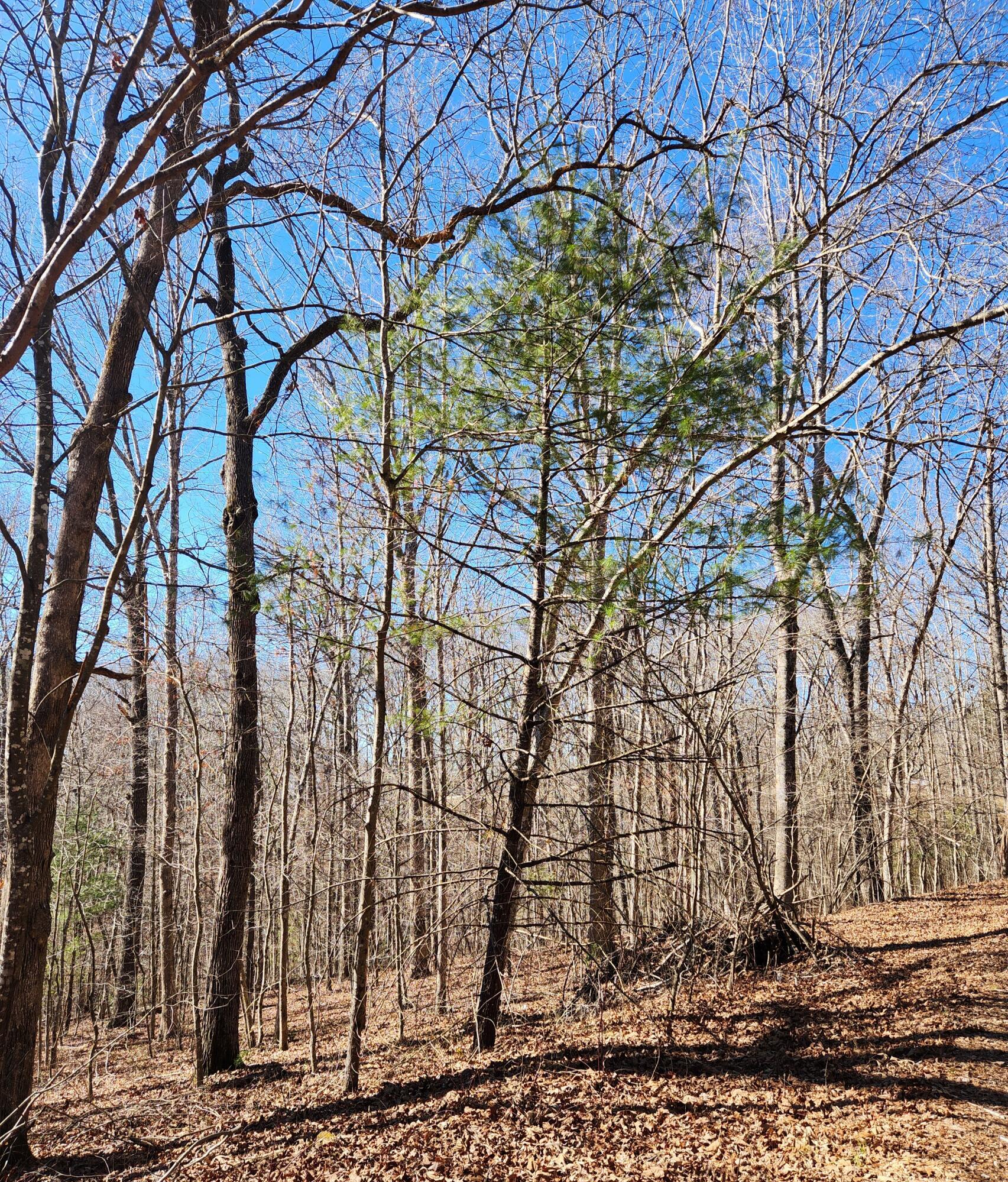 20 Devon Loop, Unit 20 Crossville, TN 38558 - Photo 3 of 10 20240206_110720