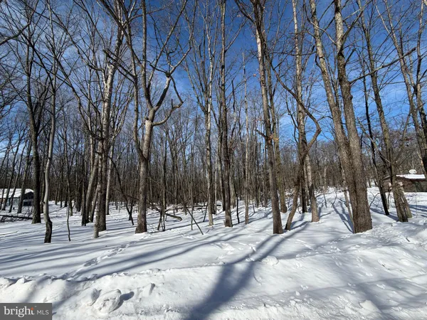 a view of a park with trees