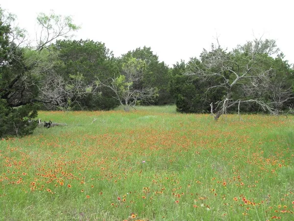 a view of yard with grass and trees