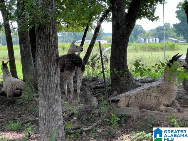 524 Twin Churches Road Munford, AL 36268 - Photo 40 of 43