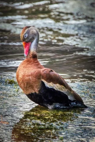 $134,900 | 625 Midway Drive, Unit A, Ocala, FL 34472