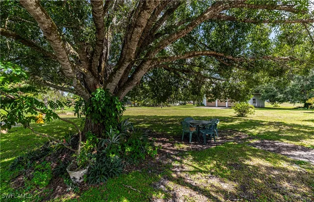a view of a park with large trees