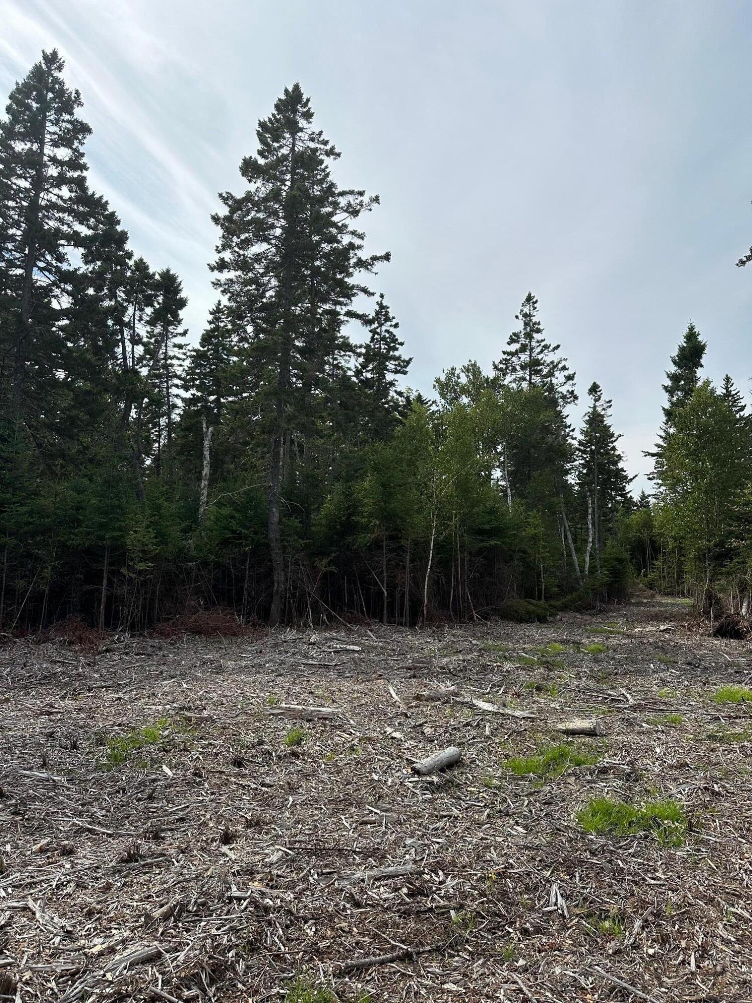 Lot3 Pyne Cove Road Steuben, ME 04680 - Photo 7 of 8 tall trees