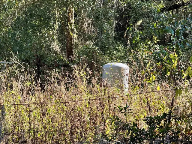 a view of a tree in a yard