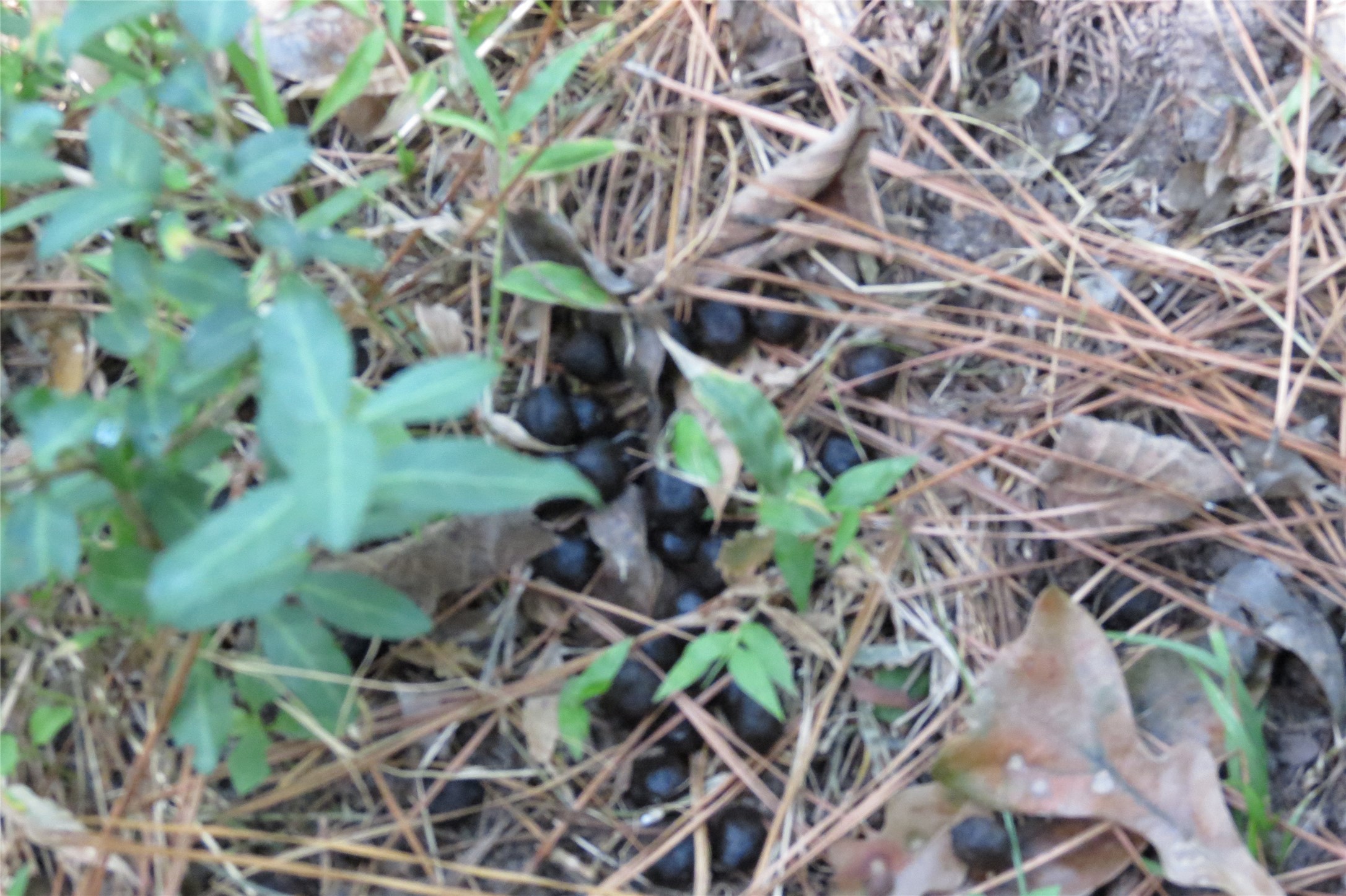 10.24-acres 10.24-acres Townley Ranch Road Huntsville, TX 77320 - Photo 14 of 21