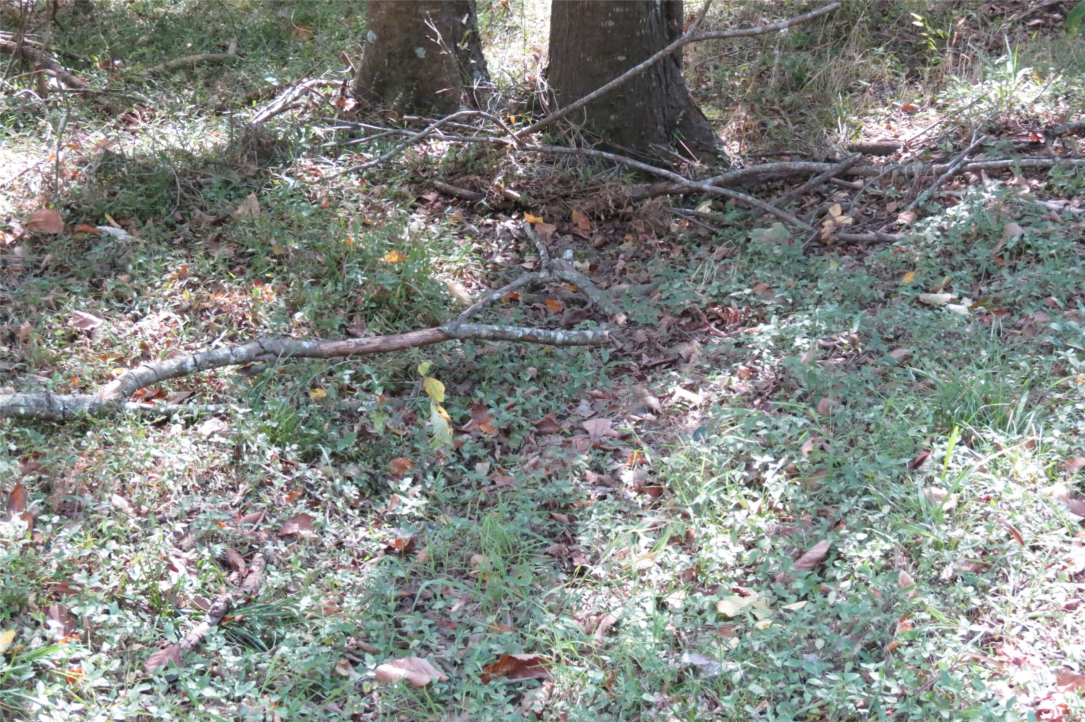 10.24-acres 10.24-acres Townley Ranch Road Huntsville, TX 77320 - Photo 15 of 21 a view of a forest with a tree