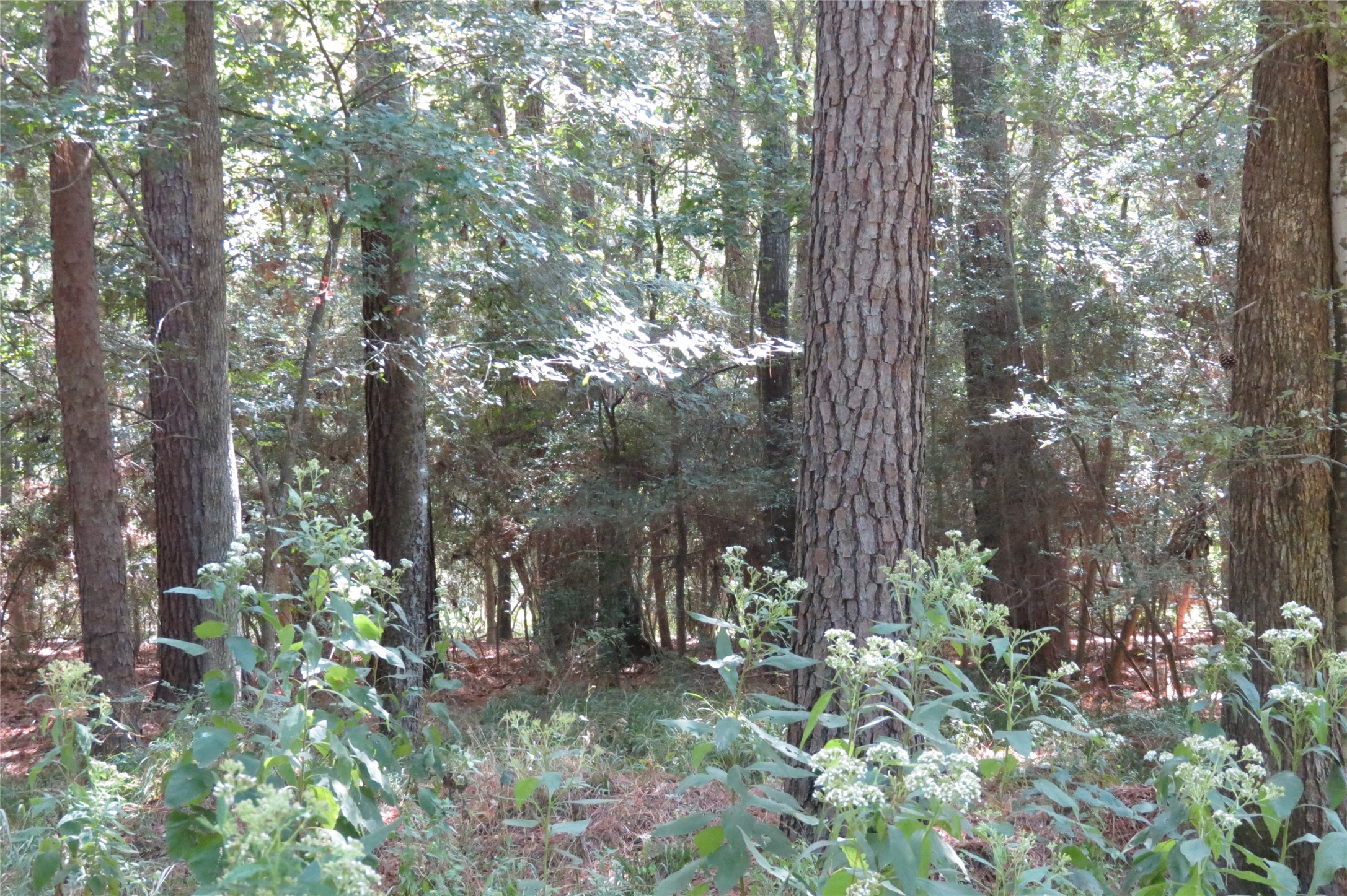 10.24-acres 10.24-acres Townley Ranch Road Huntsville, TX 77320 - Photo 18 of 21 a backyard of a house