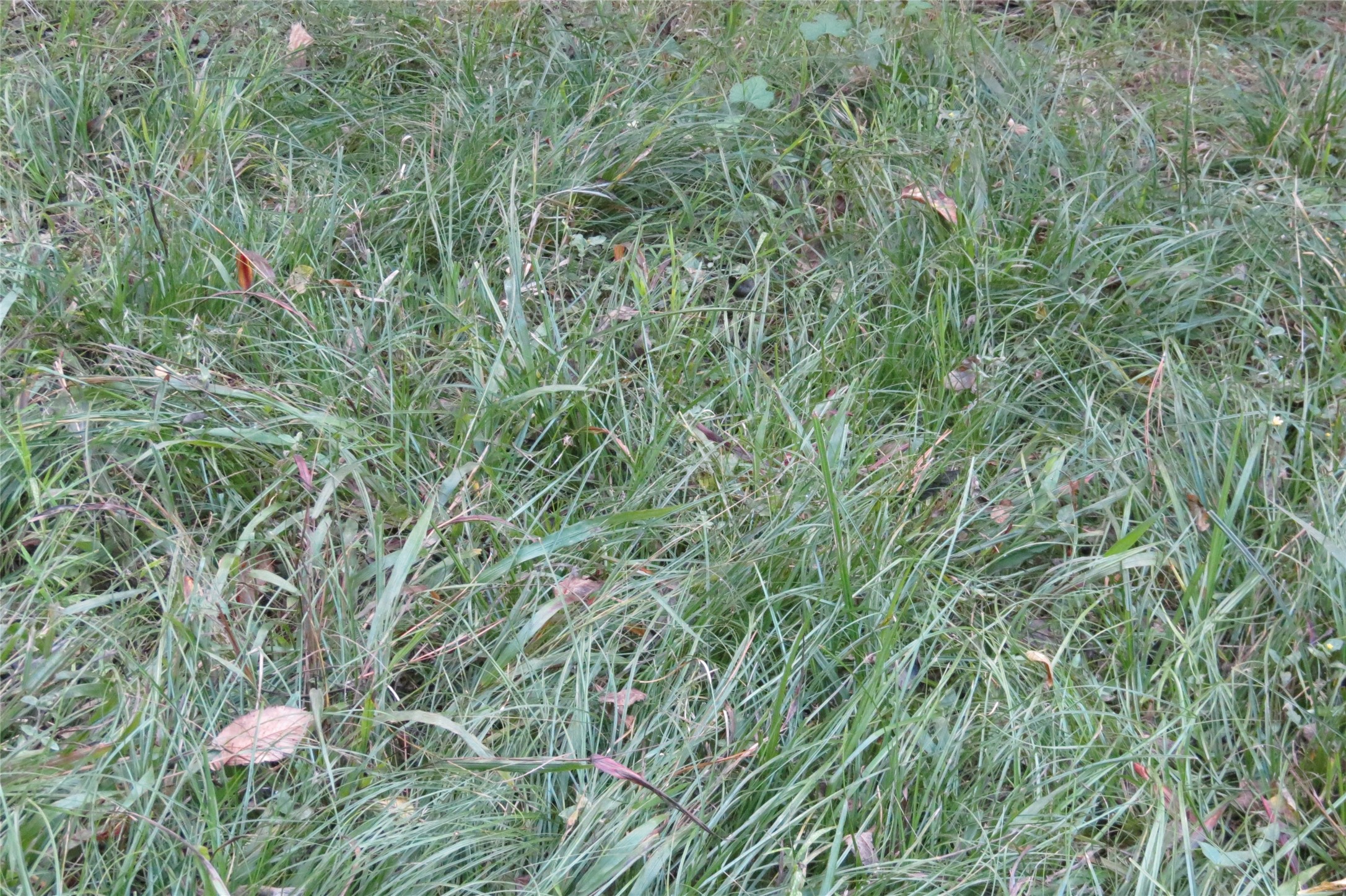 10.24-acres 10.24-acres Townley Ranch Road Huntsville, TX 77320 - Photo 19 of 21 a view of a plants and plant in a field