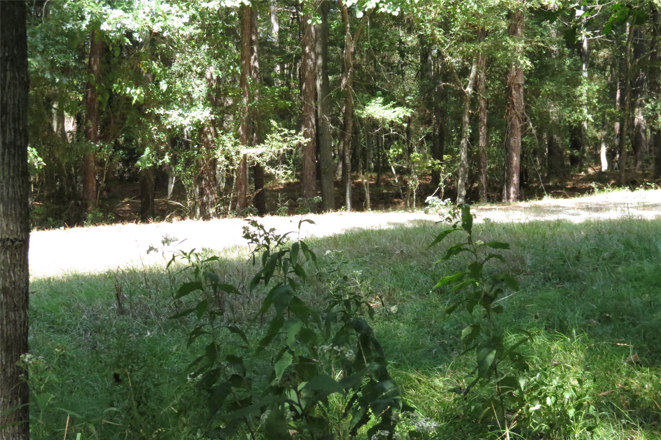 10.24-acres 10.24-acres Townley Ranch Road Huntsville, TX 77320 - Photo 20 of 21 a view of a yard with trees