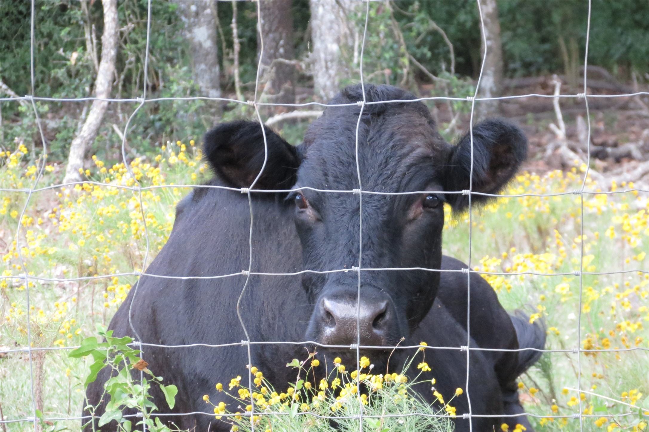 10.24-acres 10.24-acres Townley Ranch Road Huntsville, TX 77320 - Photo 21 of 21 a view of a balcony