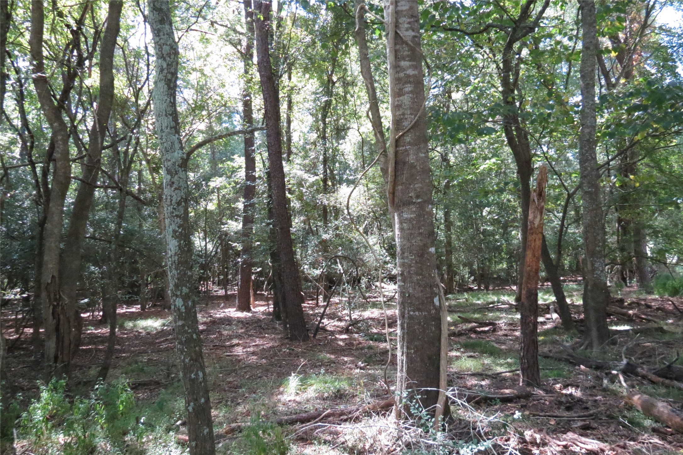 10.24-acres 10.24-acres Townley Ranch Road Huntsville, TX 77320 - Photo 7 of 21 a view of forest