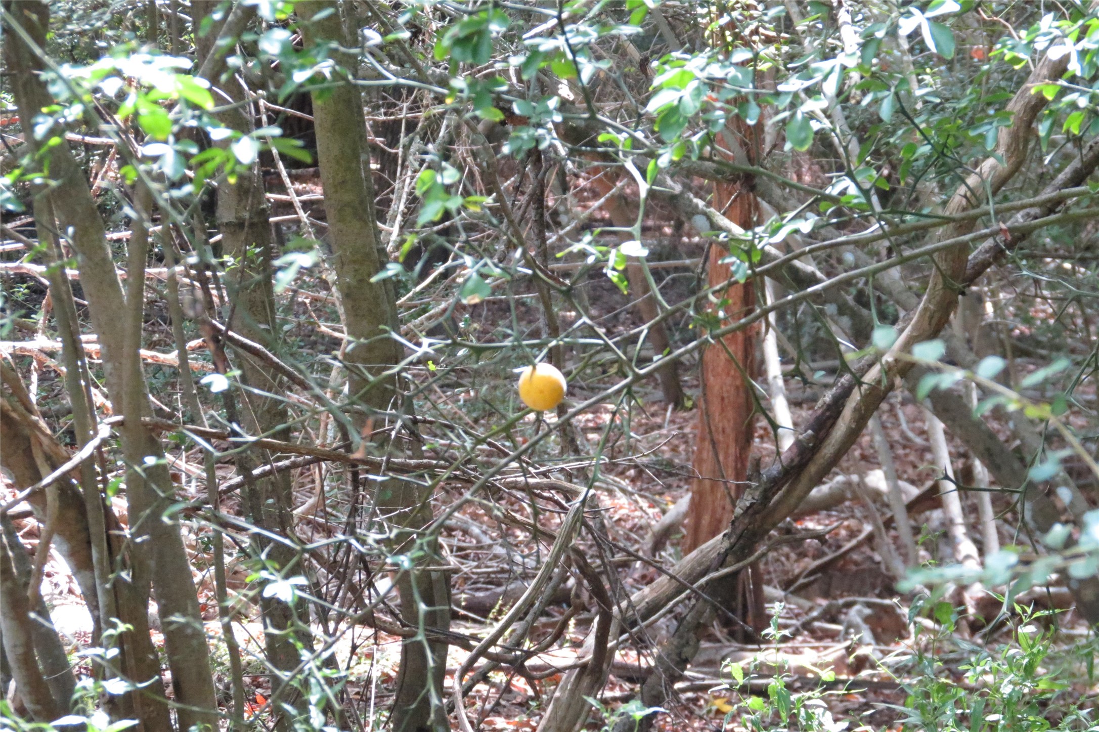 10.24-acres 10.24-acres Townley Ranch Road Huntsville, TX 77320 - Photo 8 of 21 a sunset view