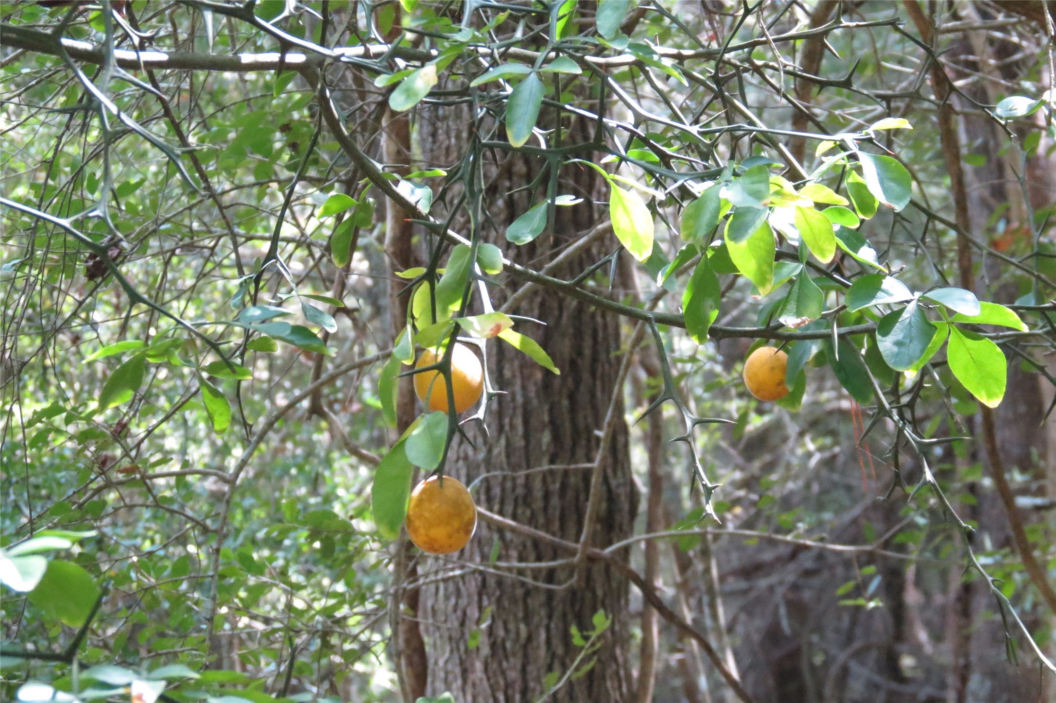 10.24-acres 10.24-acres Townley Ranch Road Huntsville, TX 77320 - Photo 9 of 21 a backyard of a house with lots of green tree