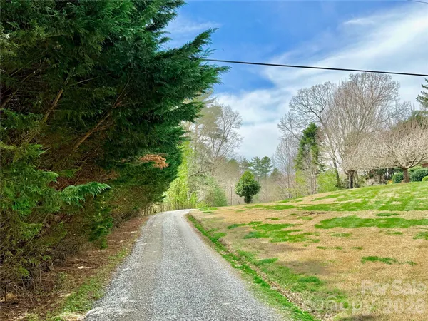 a view of a yard with plants and large trees