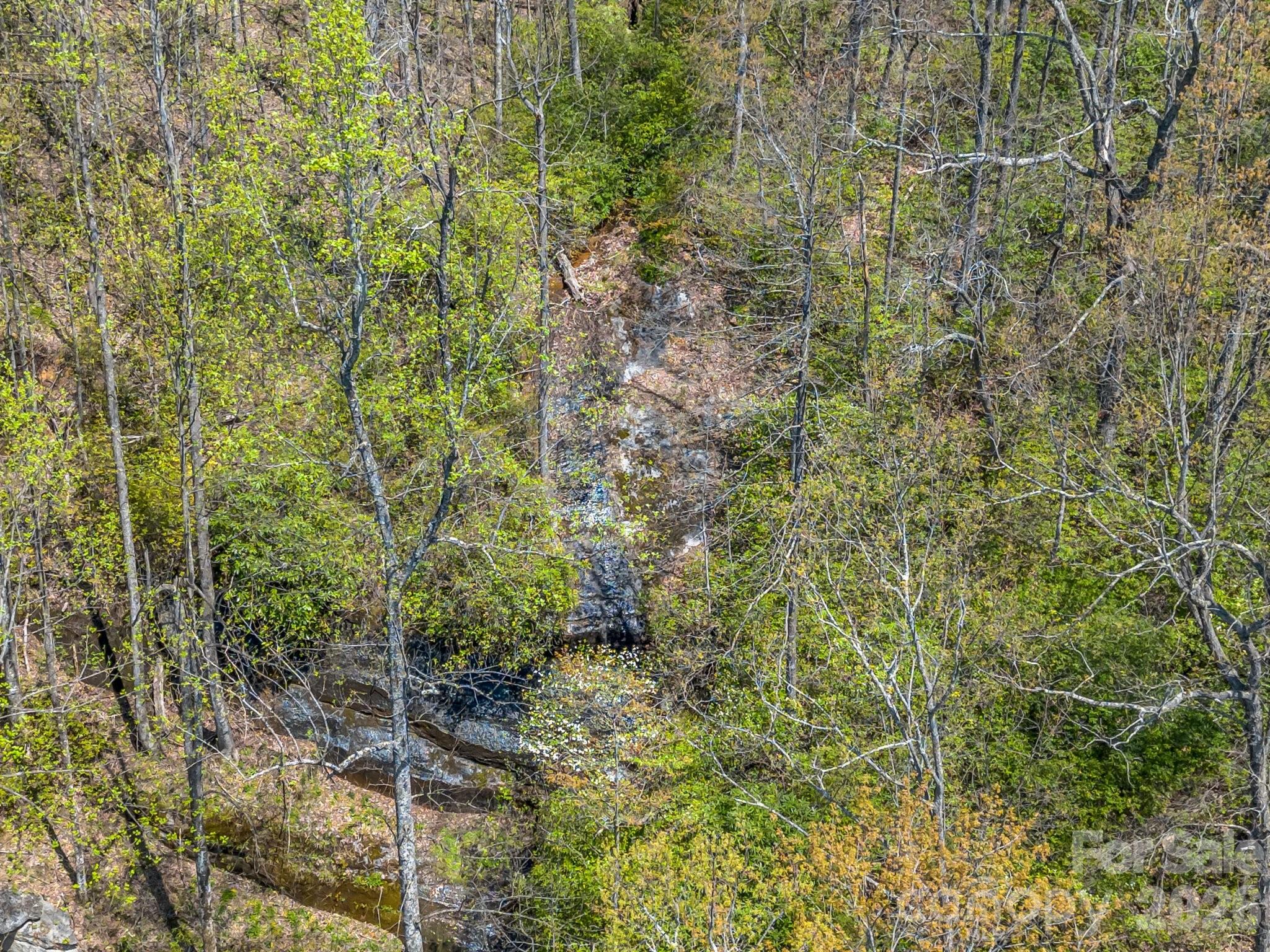 1424 Wolf Pen Road Old Fort, NC 28762 - Photo 44 of 45 a view of a forest with a tree