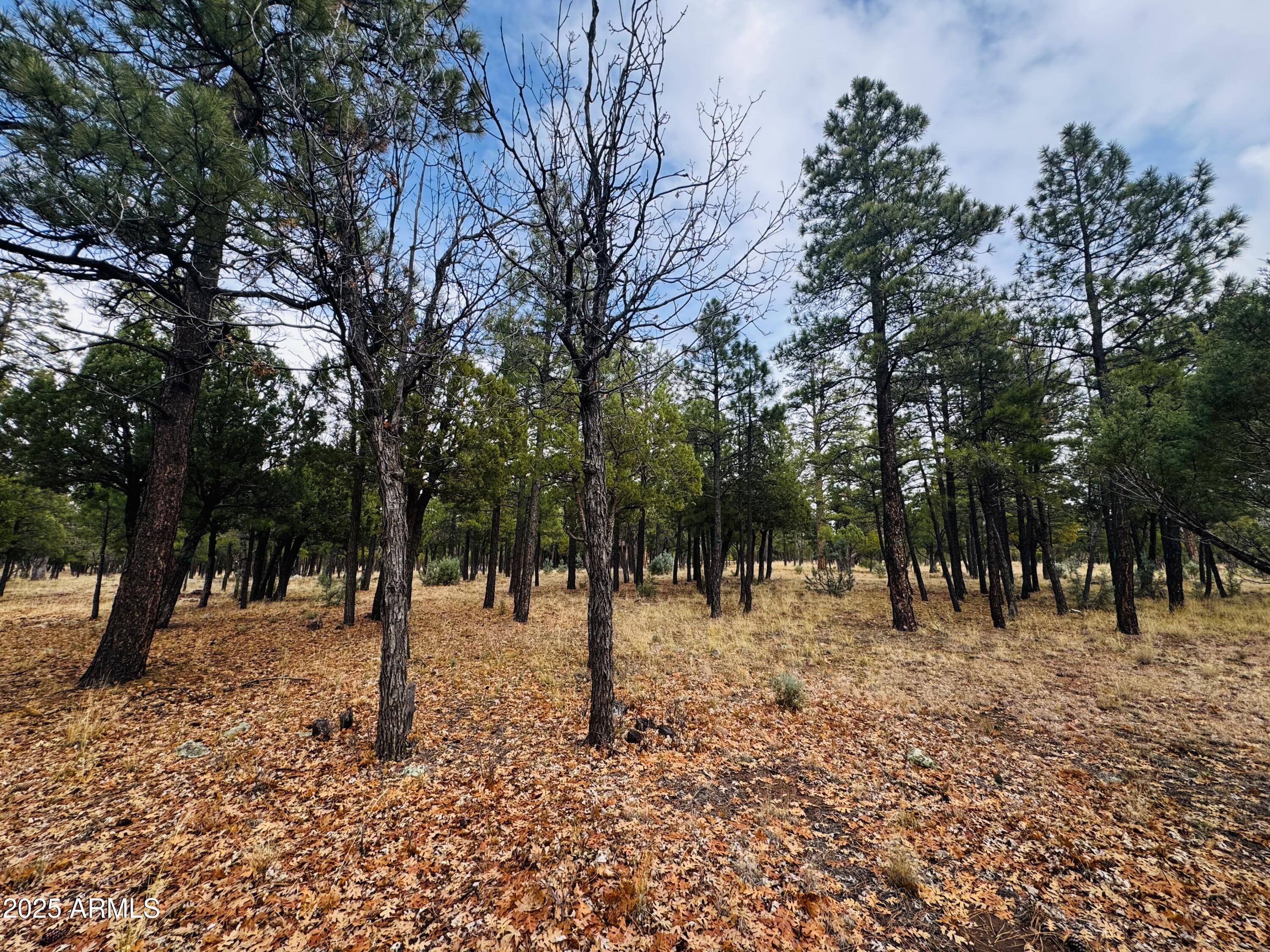 2793 Hummingbird Circle, Unit 159 Happy Jack, AZ 86024 - Photo 2 of 11 a view of park with trees