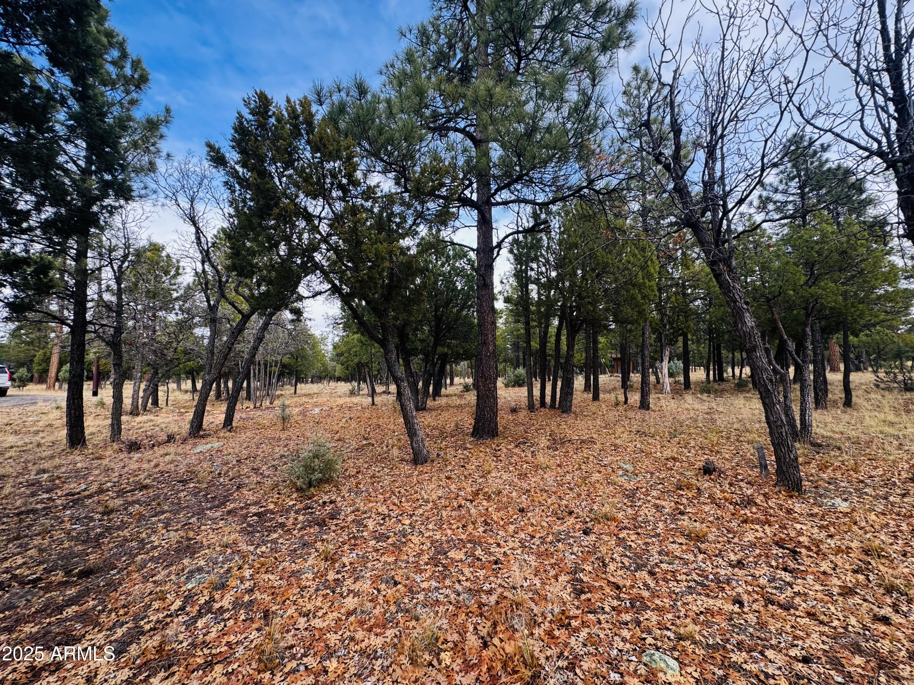 2793 Hummingbird Circle, Unit 159 Happy Jack, AZ 86024 - Photo 3 of 11 a view of road with trees