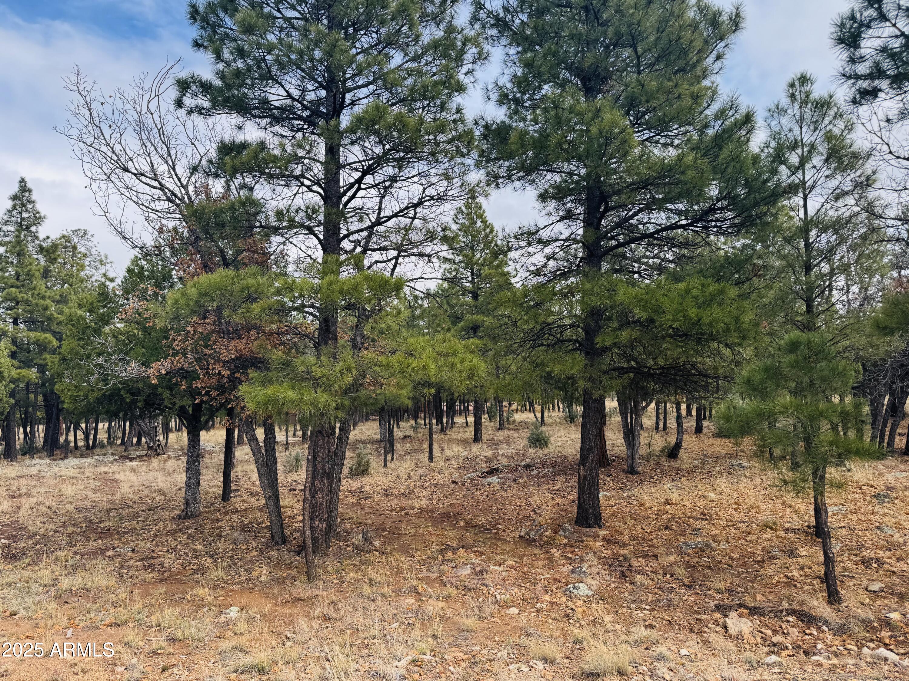 2793 Hummingbird Circle, Unit 159 Happy Jack, AZ 86024 - Photo 4 of 11 a view of outdoor space