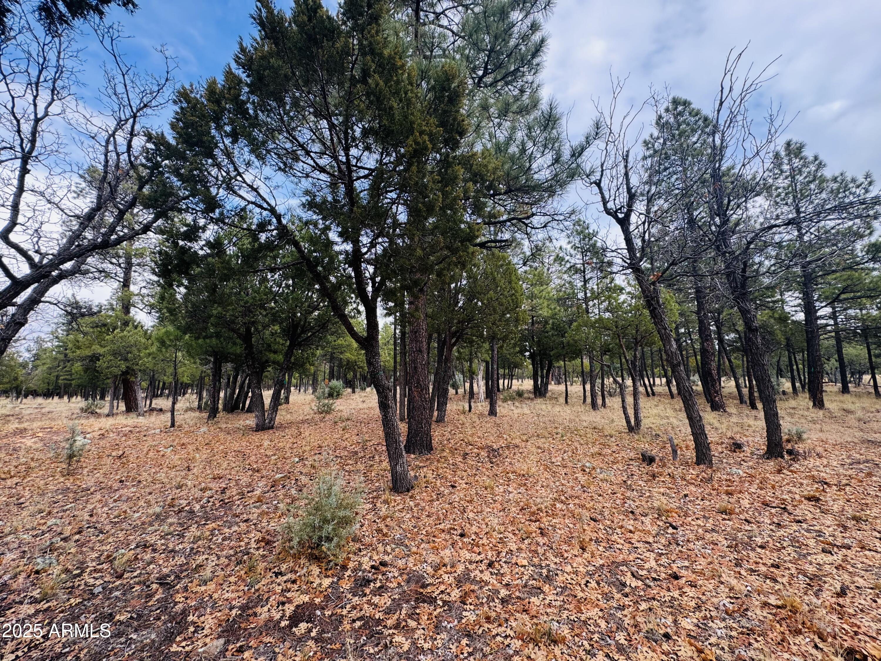 2793 Hummingbird Circle, Unit 159 Happy Jack, AZ 86024 - Photo 7 of 11 a view of road and trees