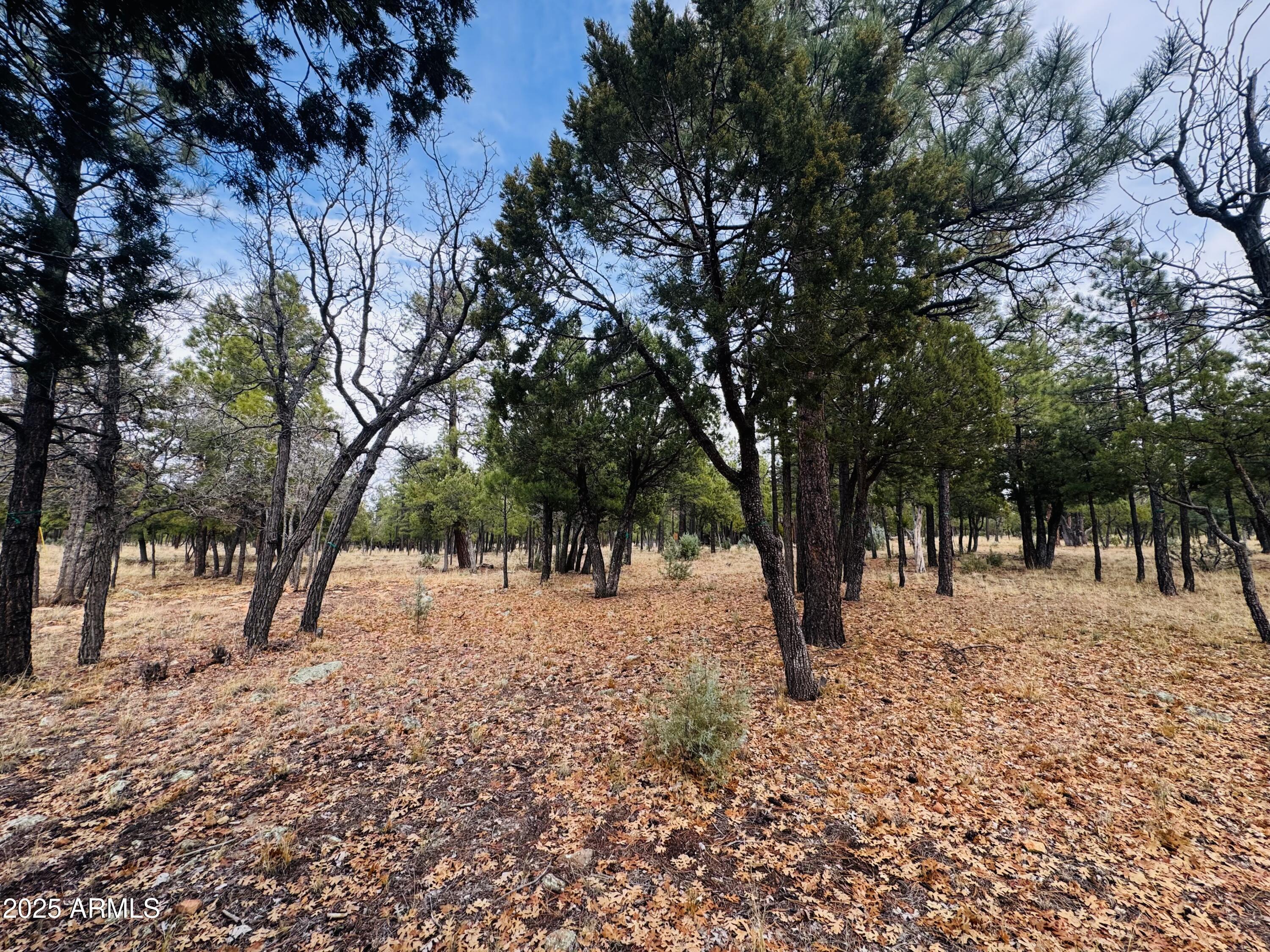 2793 Hummingbird Circle, Unit 159 Happy Jack, AZ 86024 - Photo 9 of 11 a view of outdoor space with trees