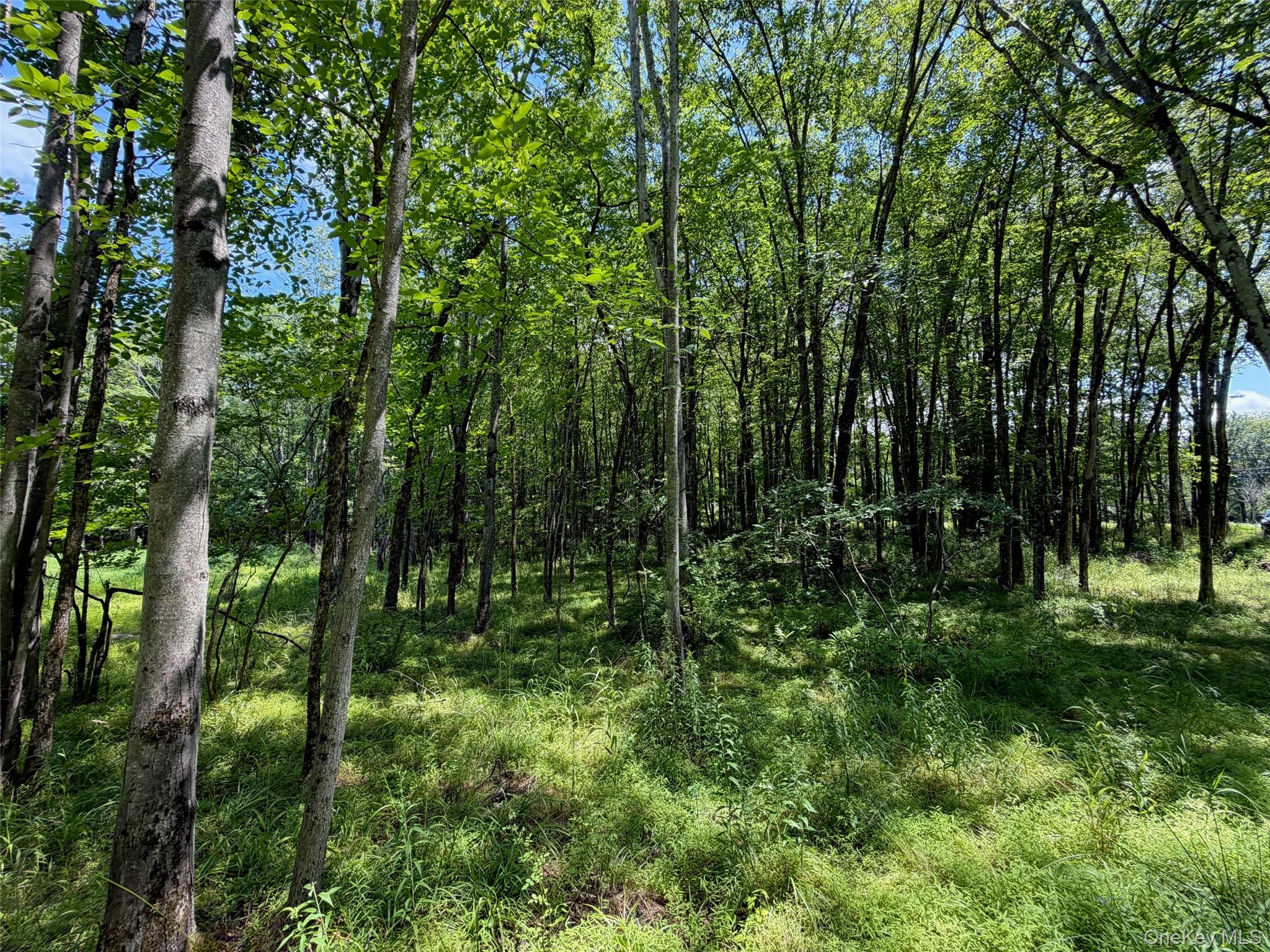 276 Tillson Lake Road Gardiner, NY 12589 - Photo 15 of 21 Wooded area