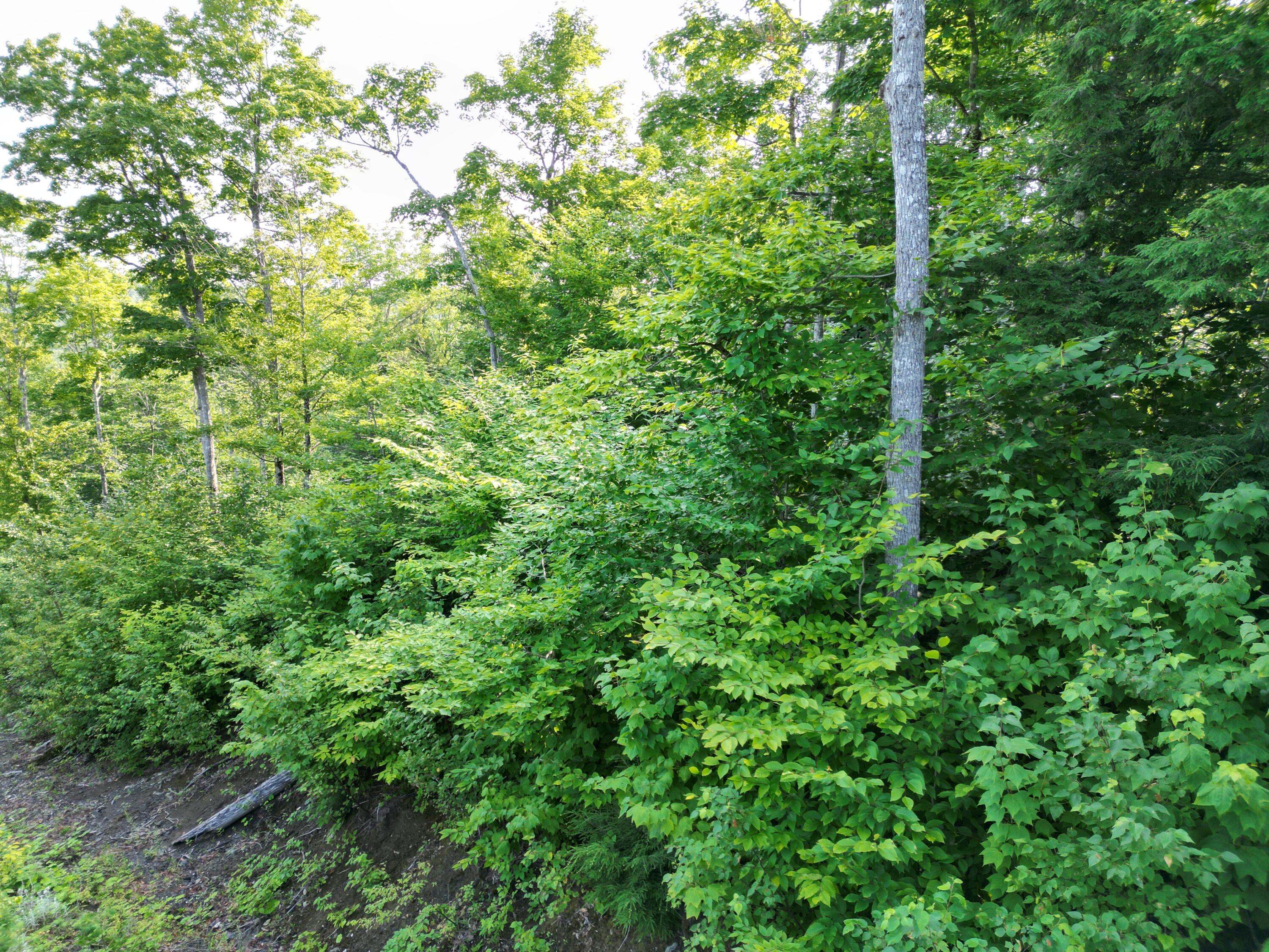 Lot 12 West Road Springfield, ME 04487 - Photo 7 of 12 DJI_0003