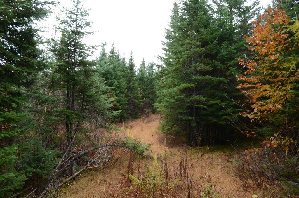 On Skagrock Road Wytopitlock, ME 04497 - Photo 12 of 22 Maine Land for Sale in Haynesville,...