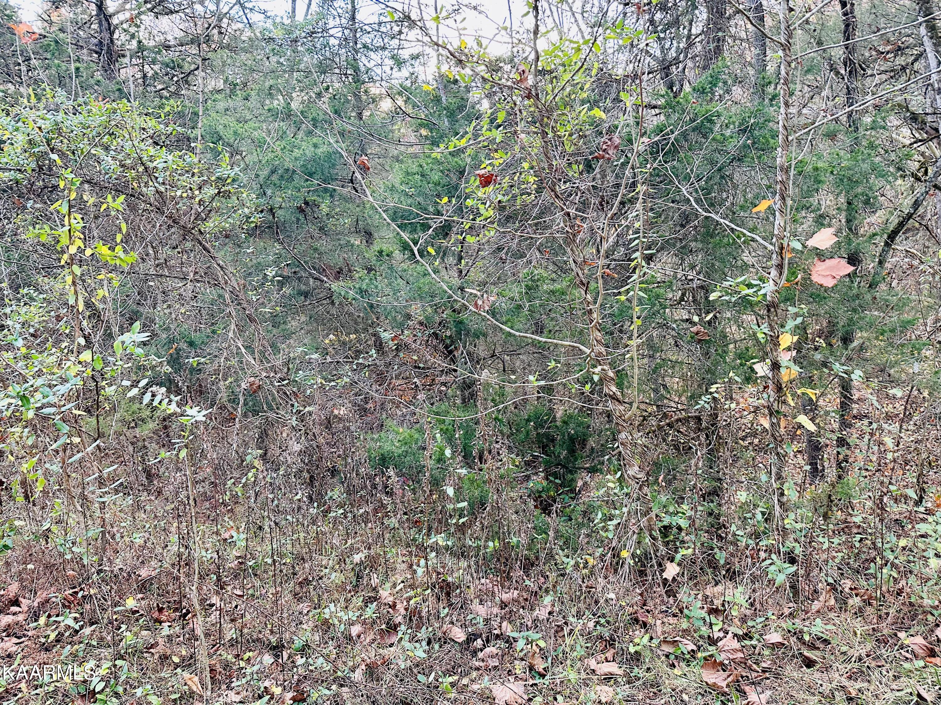 Old Springs Road Maynardville, TN 37807 - Photo 1 of 2 D4B51496-2A52-438F-A096-FB8B7D42ED34