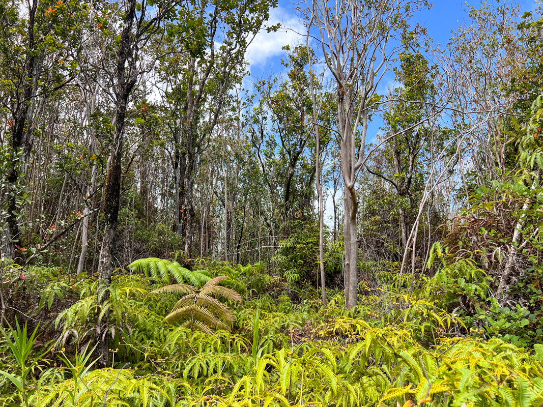 83 Makoa Road Mountain View, HI 96771 - Photo 11 of 22 a green field with lots of trees