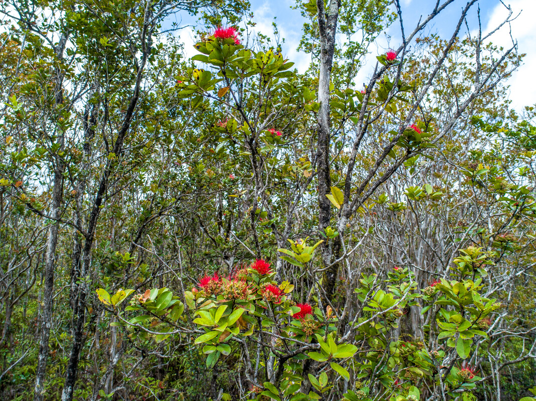83 Makoa Road Mountain View, HI 96771 - Photo 17 of 22 a small yard with flowers and trees