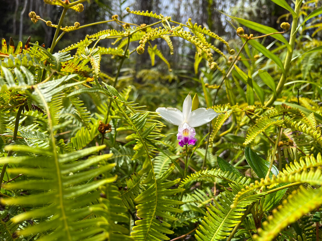 83 Makoa Road Mountain View, HI 96771 - Photo 8 of 22 a view of a bunch of flowers