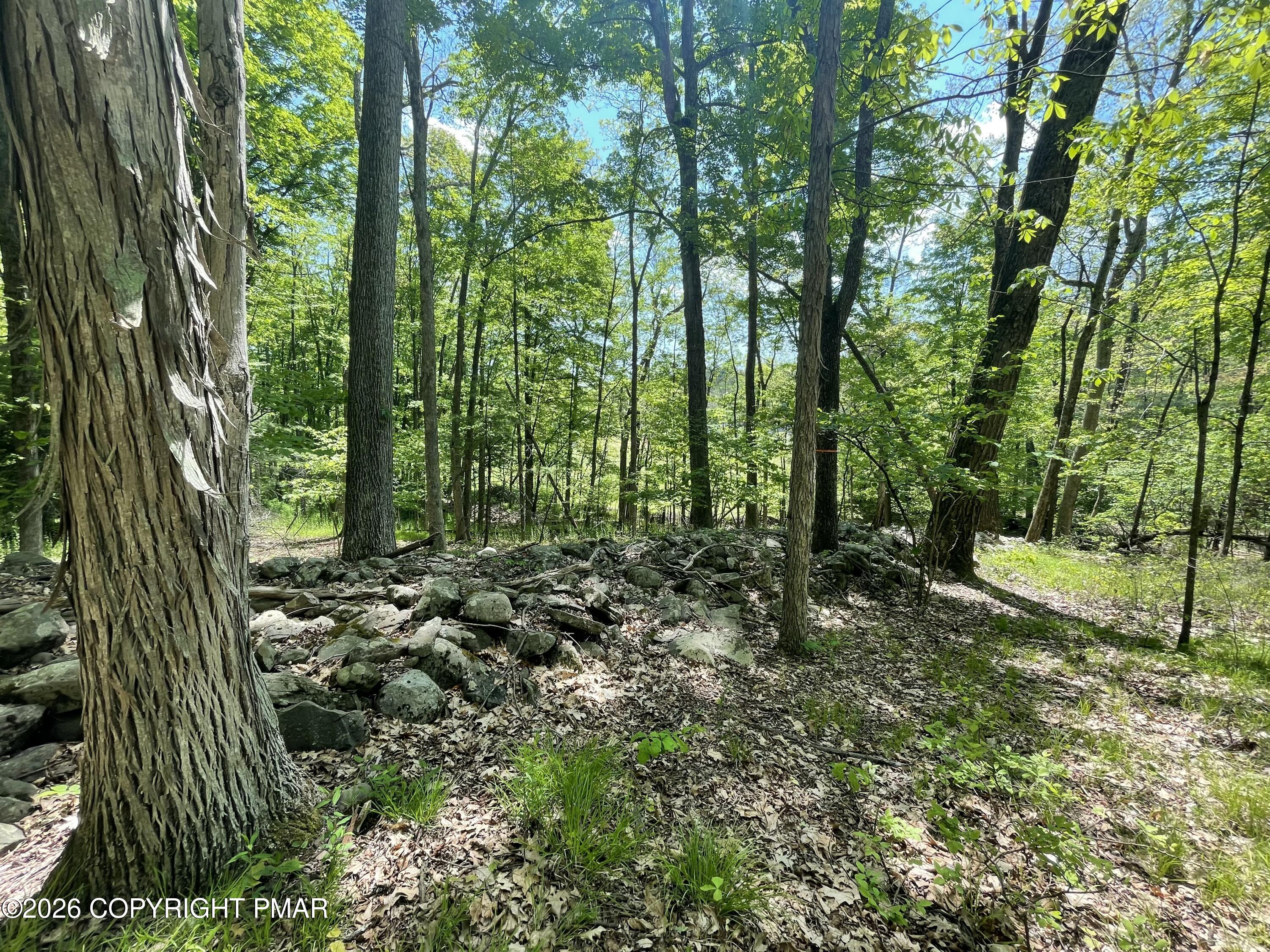 a view of a forest with trees