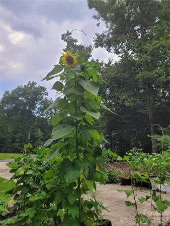 $375,000 | 160 Winsome Forest Drive, Nebo, NC 28761