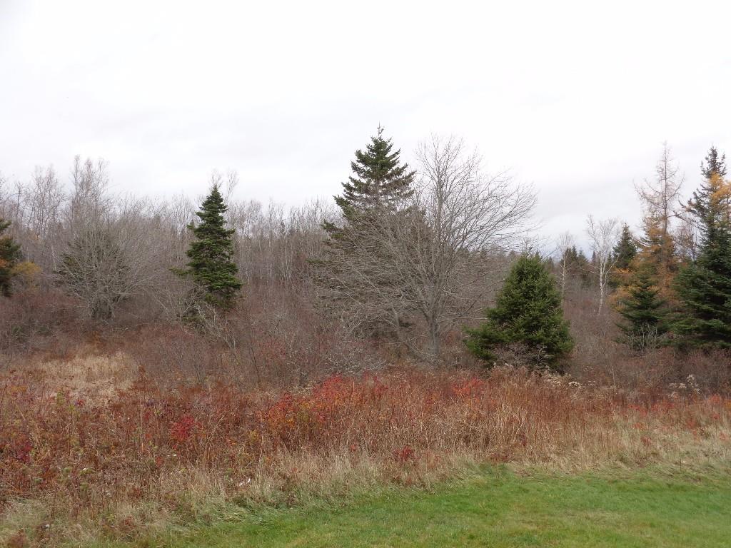 1352 Indian River Road Addison, ME 04606 - Photo 5 of 13 Woods to enjoy