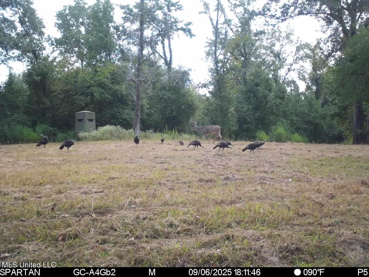 2233 Holloman Road Bentonia, MS 39040 - Photo 71 of 85 h3