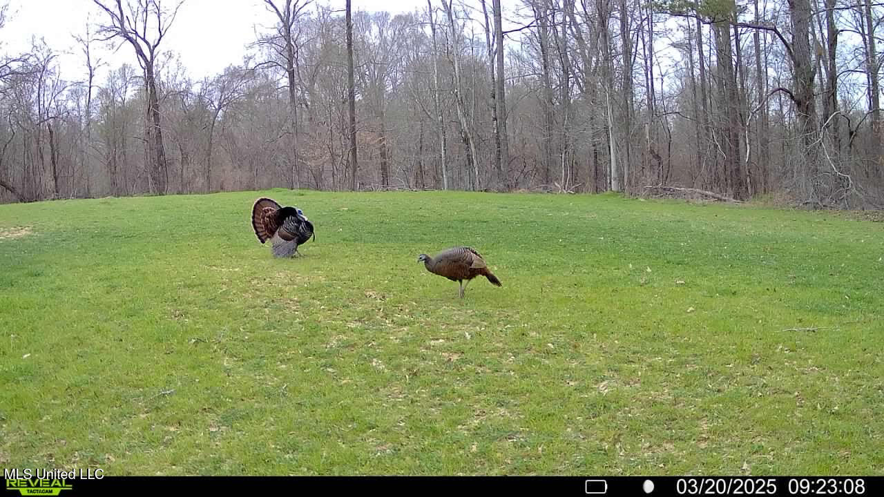 2233 Holloman Road Bentonia, MS 39040 - Photo 72 of 85 h4