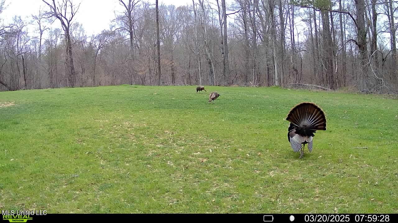 2233 Holloman Road Bentonia, MS 39040 - Photo 74 of 85 h6