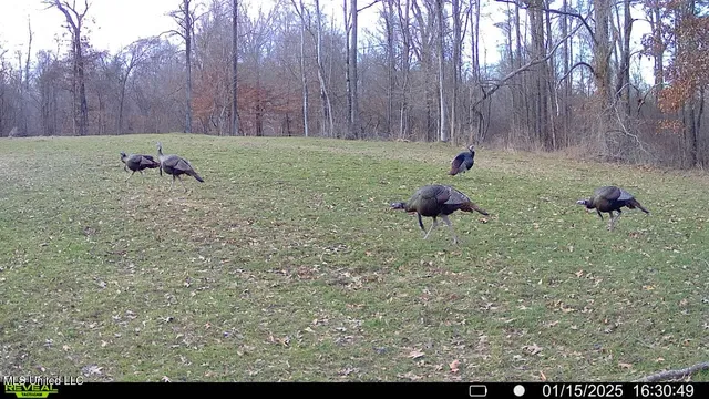 $2,950,000 | 2233 Holloman Road, Bentonia, MS 39040