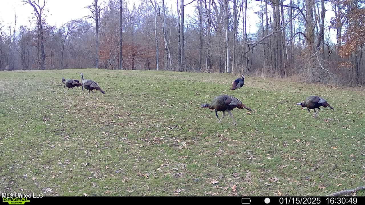 2233 Holloman Road Bentonia, MS 39040 - Photo 85 of 85 h1
