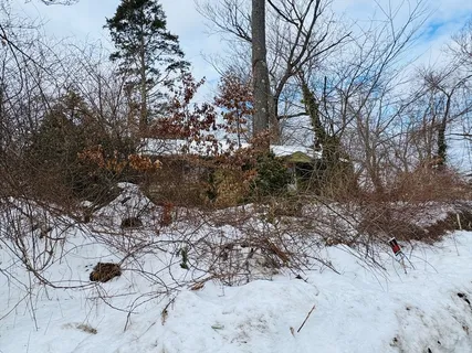 a view of a forest covered with trees
