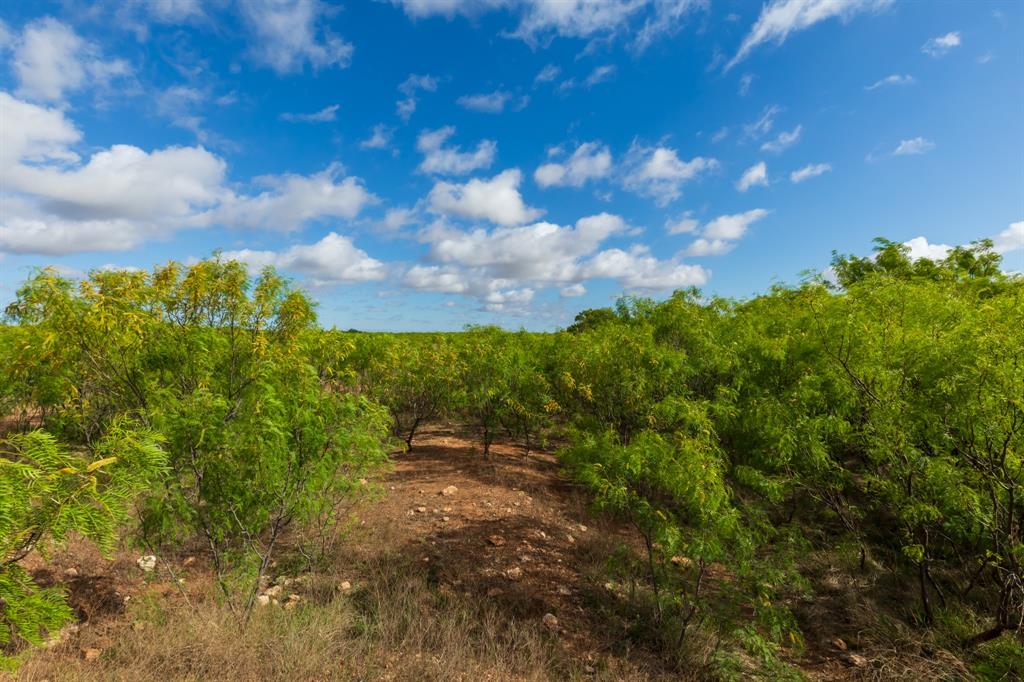 600 Fm 600 Haskell, TX 79521 - Photo 25 of 34 a view of a bunch of trees