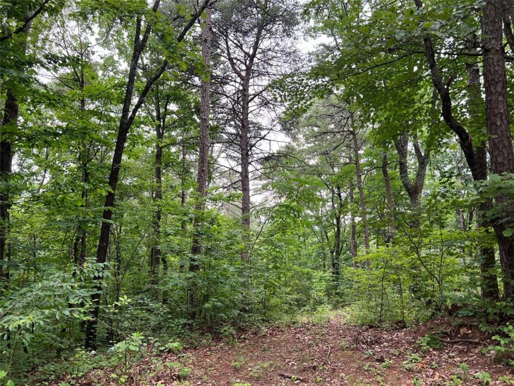 a view of a forest with lots of trees