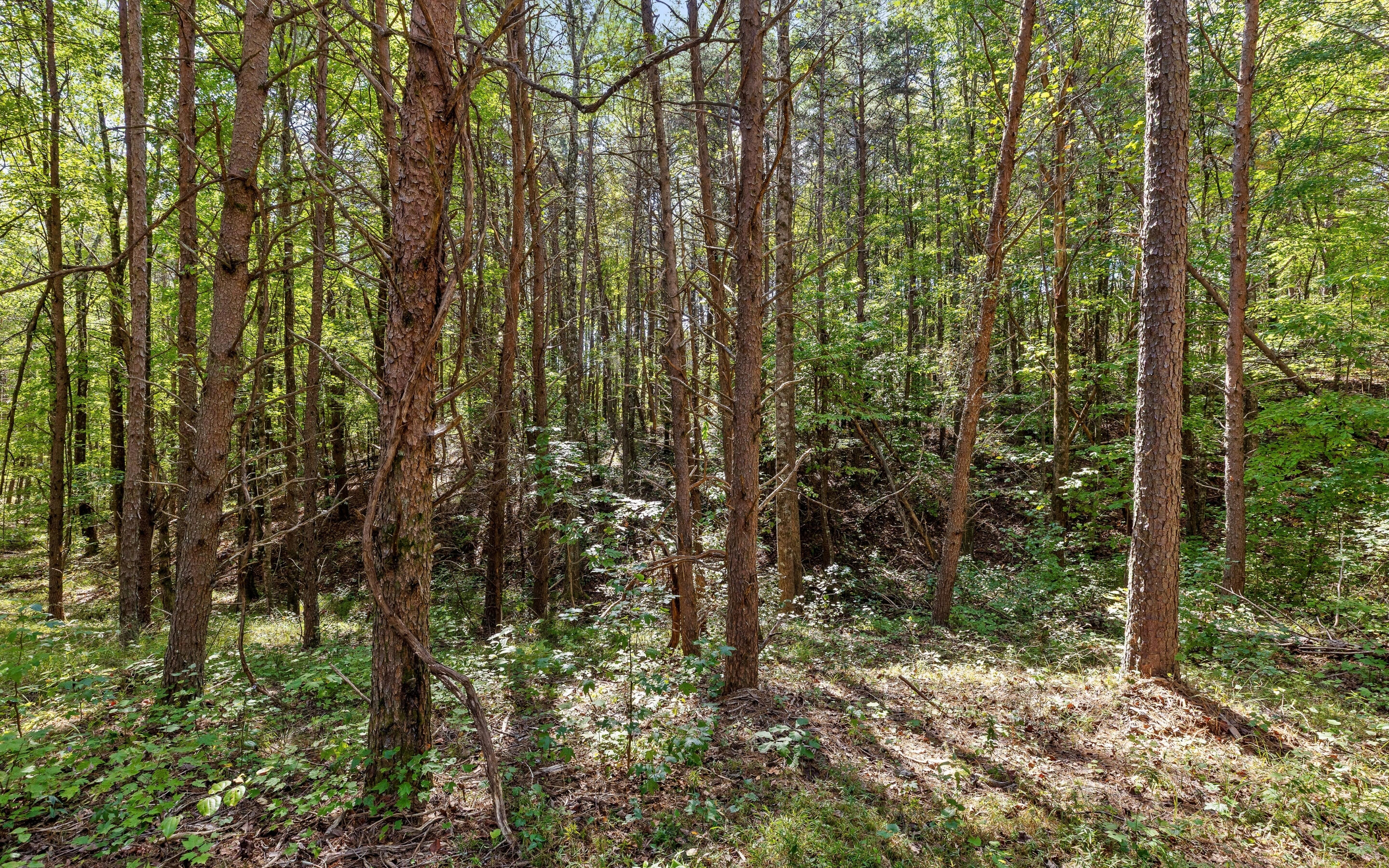 Lot 2160 Fallen Oak Pass Guild, TN 37340 - Photo 12 of 22 Lot 2160 Fallen Oak Pass