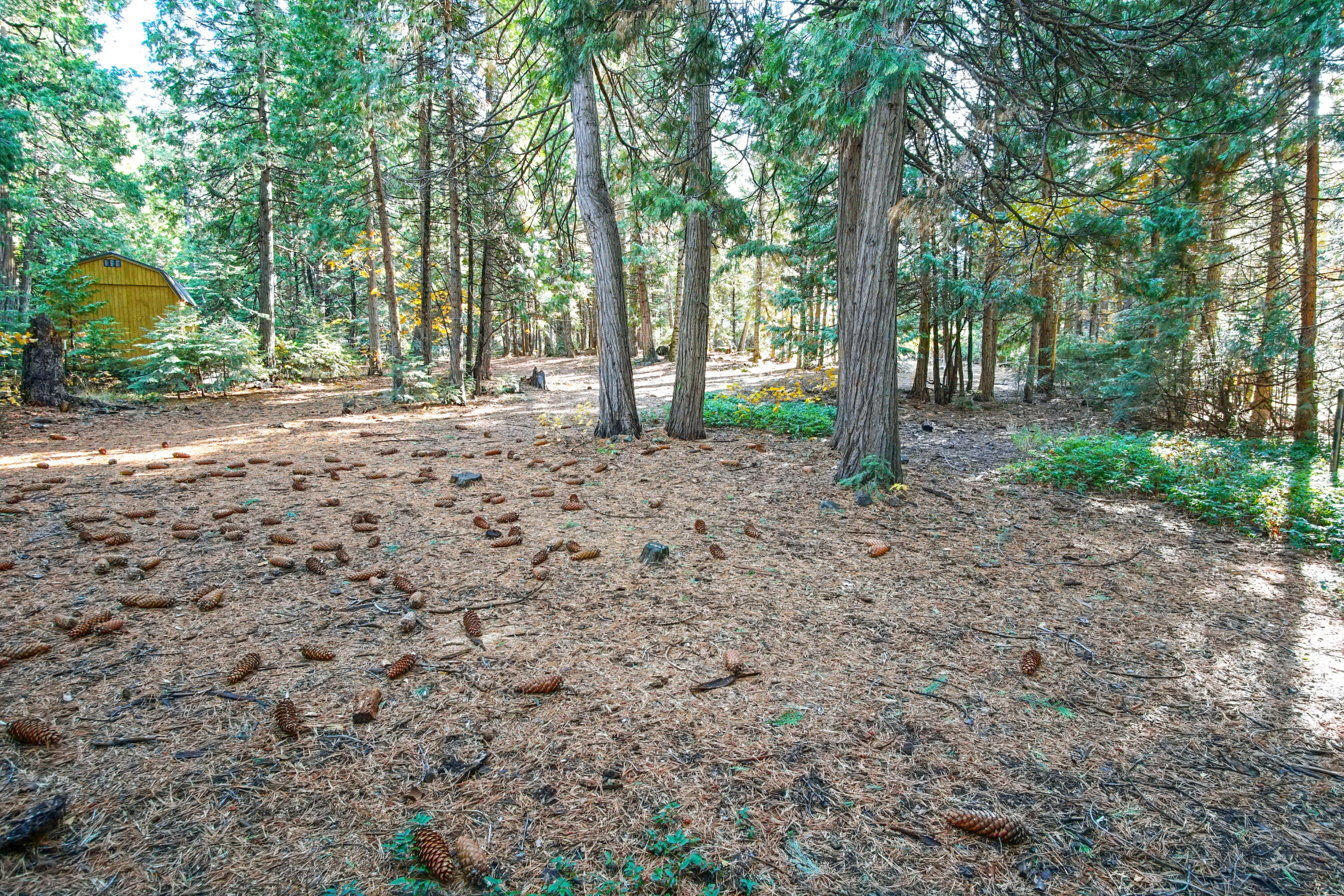 8298 Starlite Pines Road Shingletown, CA 96088 - Photo 17 of 21 Property View Backyard