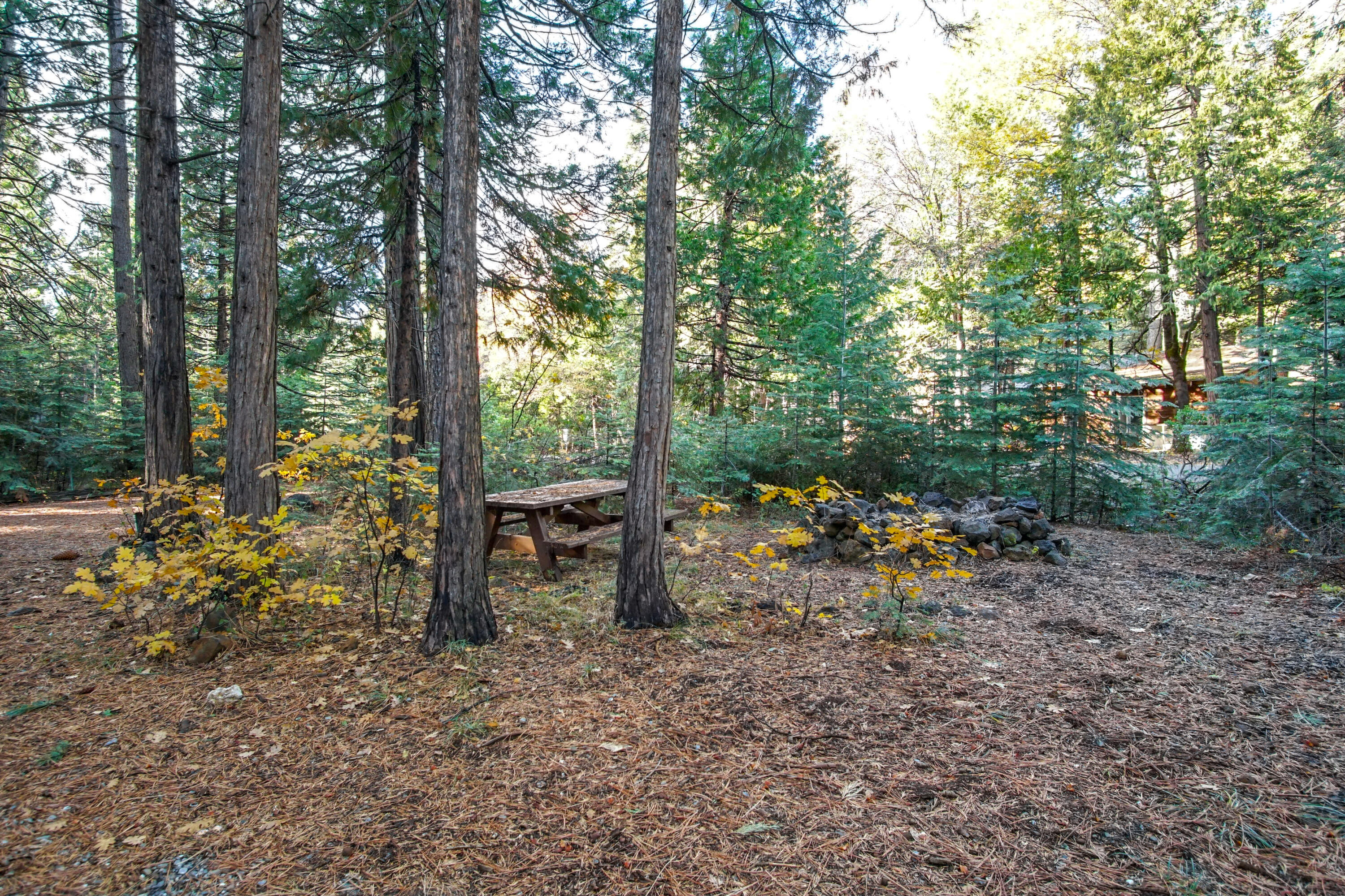 8298 Starlite Pines Road Shingletown, CA 96088 - Photo 5 of 21 Front Yard View