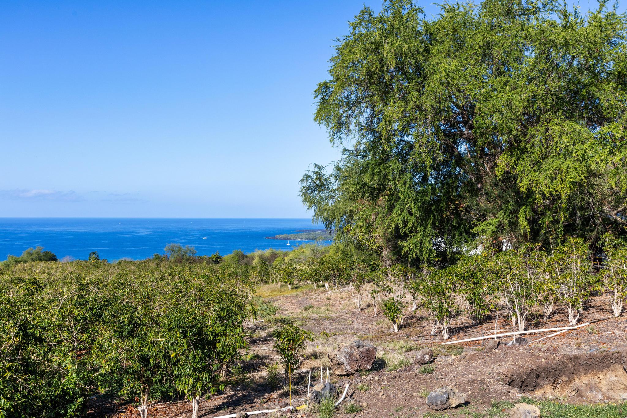 82-1183 Lot Road Captain Cook, HI 96704 - Photo 11 of 22