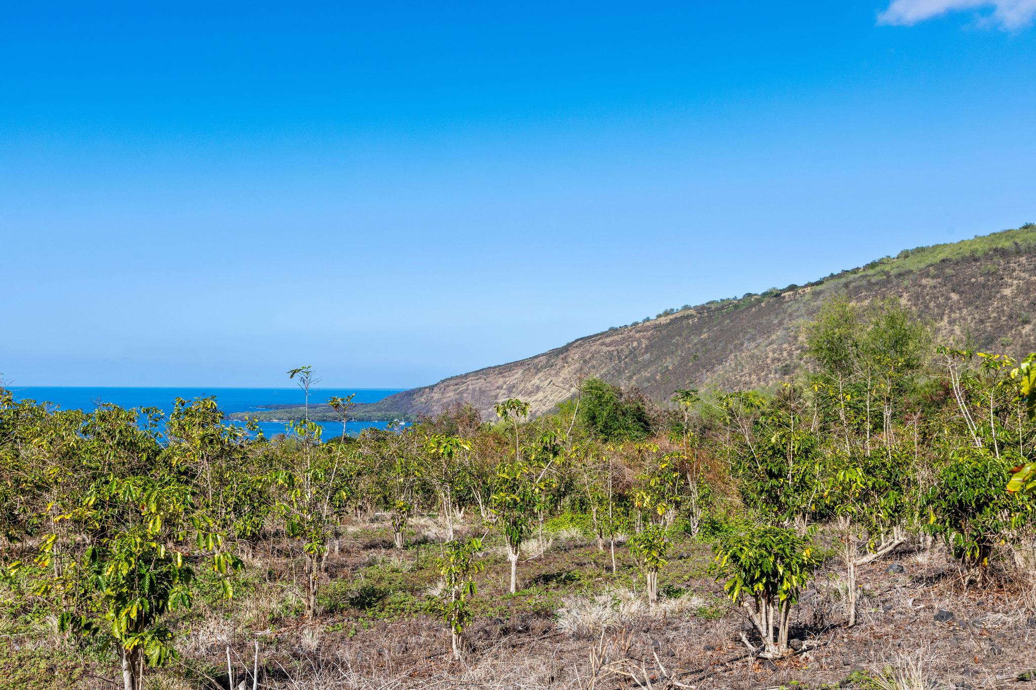 82-1183 Lot Road Captain Cook, HI 96704 - Photo 13 of 22