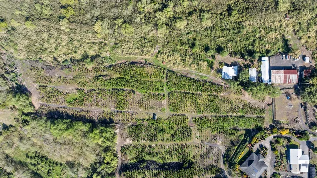 a view of a garden with plants