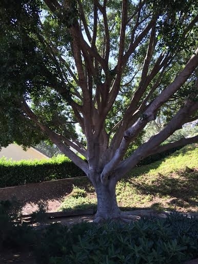 24381 Rutherford Road Ramona, CA 92065 - Photo 9 of 10